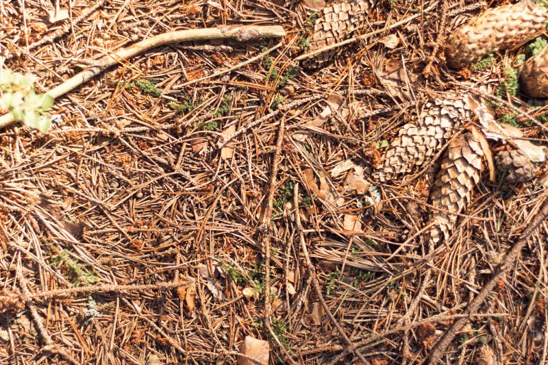 Pine Needles Delivery