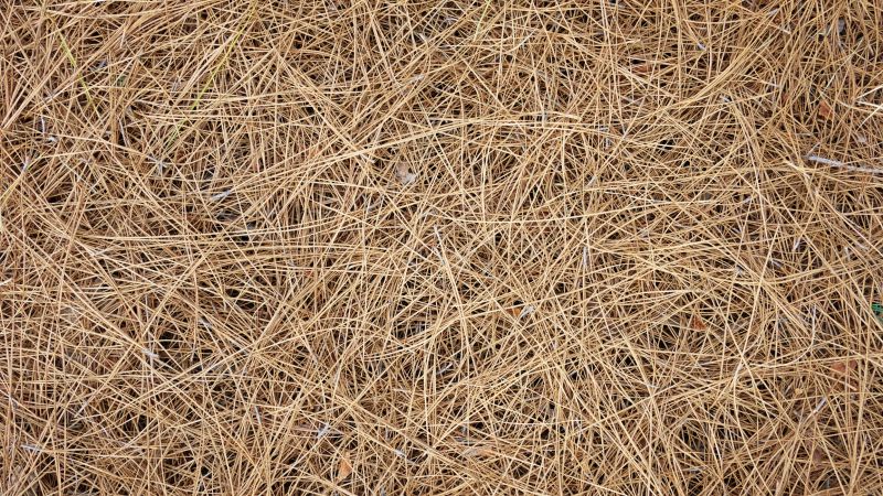 Pine Straw Spreading