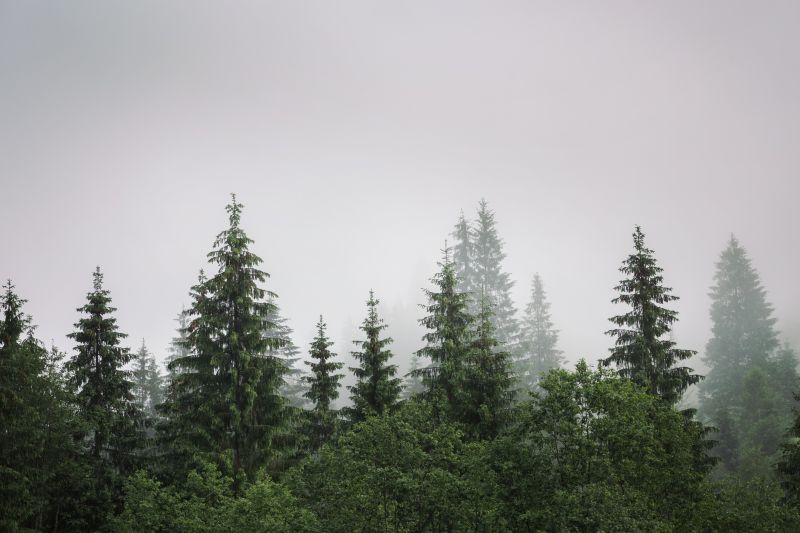 Pine Tree Planting