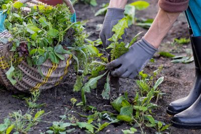 Plant Bed Weeding