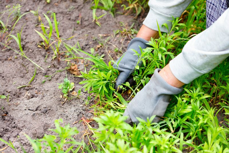 Plant Bed Weeding