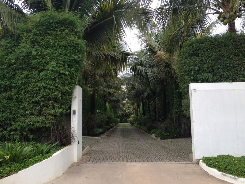 Privacy Hedge Installation