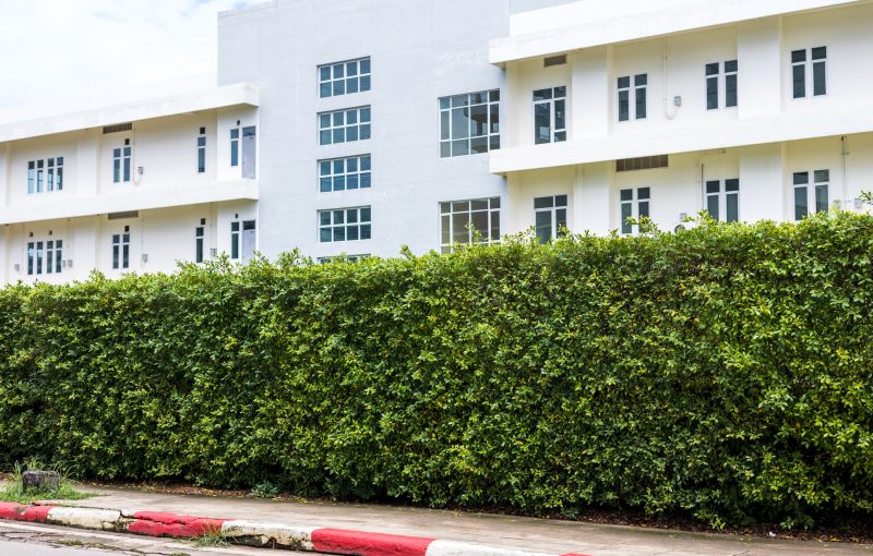 Privacy Hedge Planting