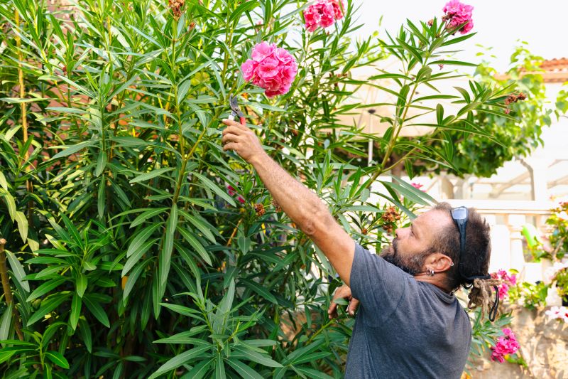 Privacy Shrub Installation
