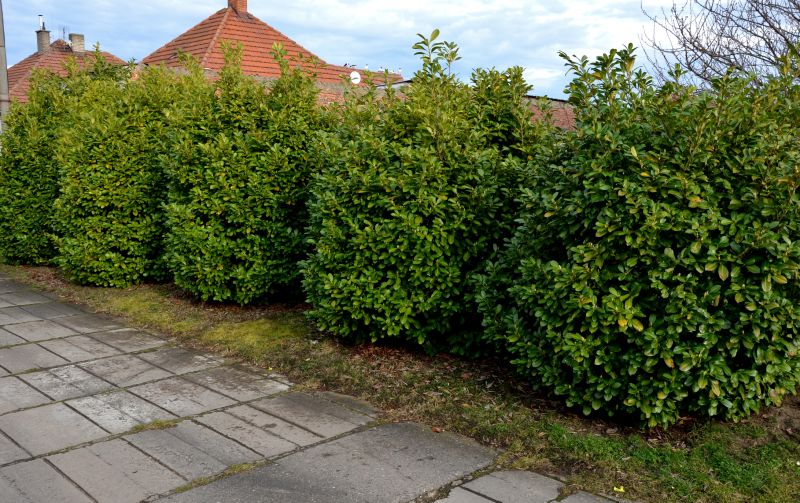Privacy Shrub Planting