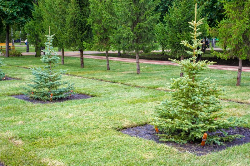 Privacy Shrub Planting