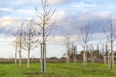 Privacy Trees Planting