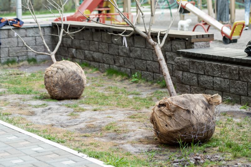 Privacy Trees Planting