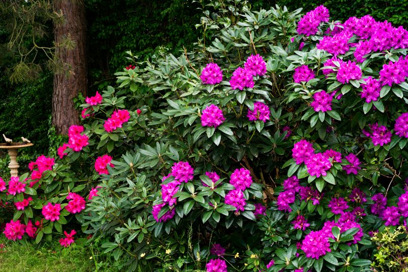 Rose Bush Planting