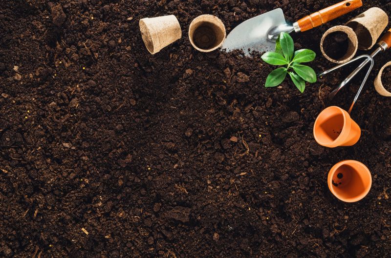 Rose Planting