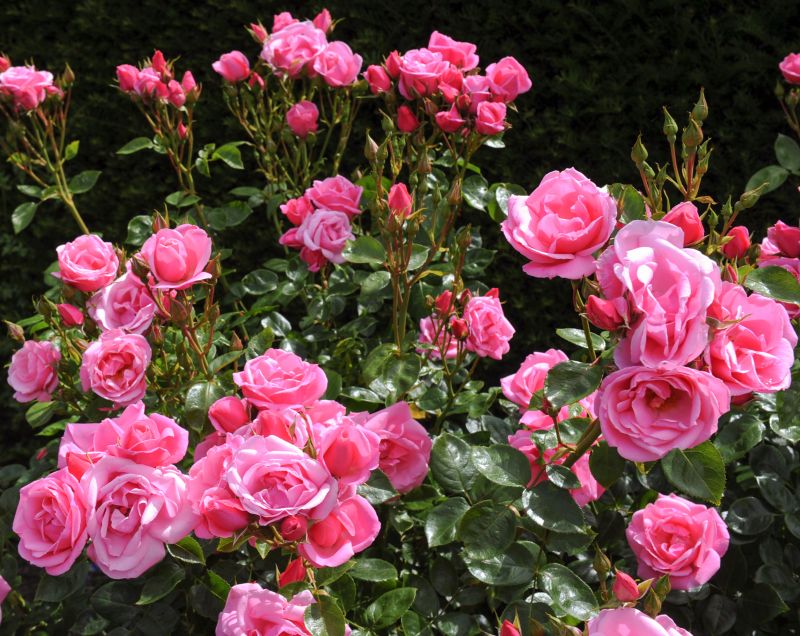 Rose Planting
