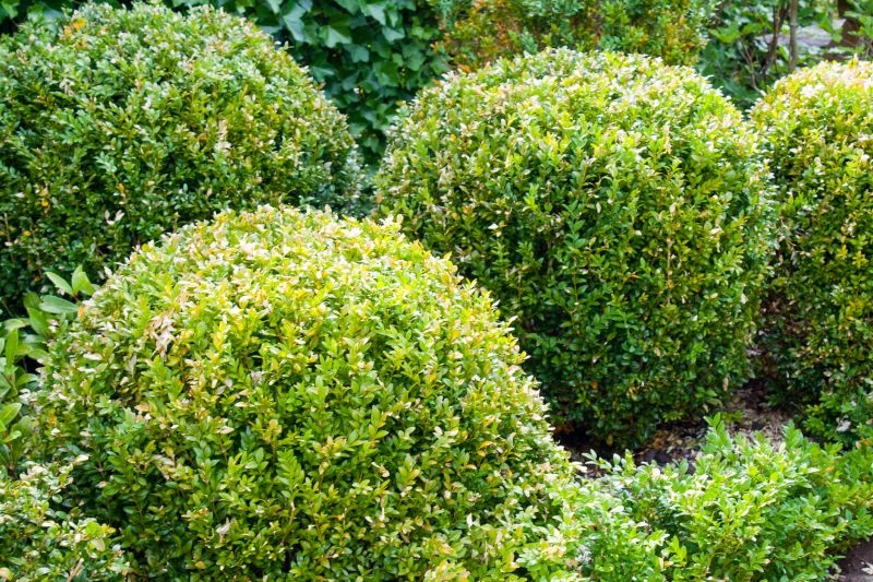 Shrub Planting Service