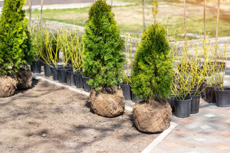 Shrubbery Planting