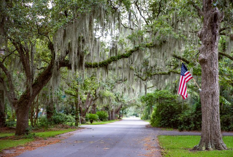 Spanish Moss Treatment