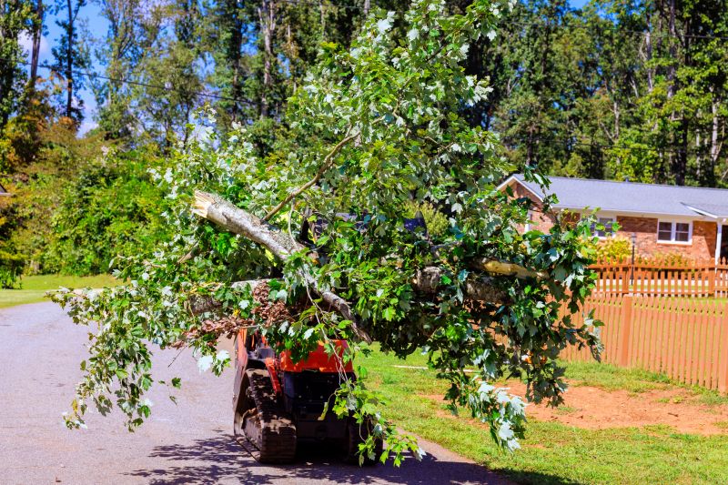 Tree Cabling Service