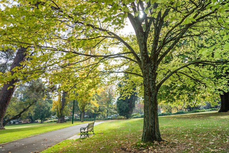 Tree Landscaping