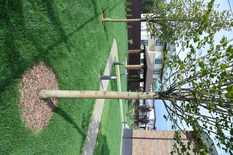 Tree Landscaping