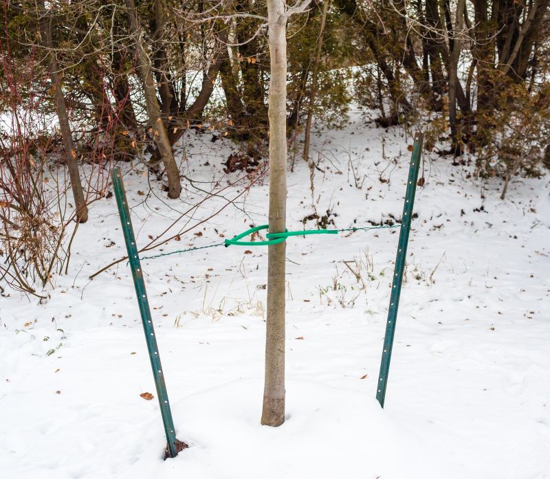 Tree Staking Service