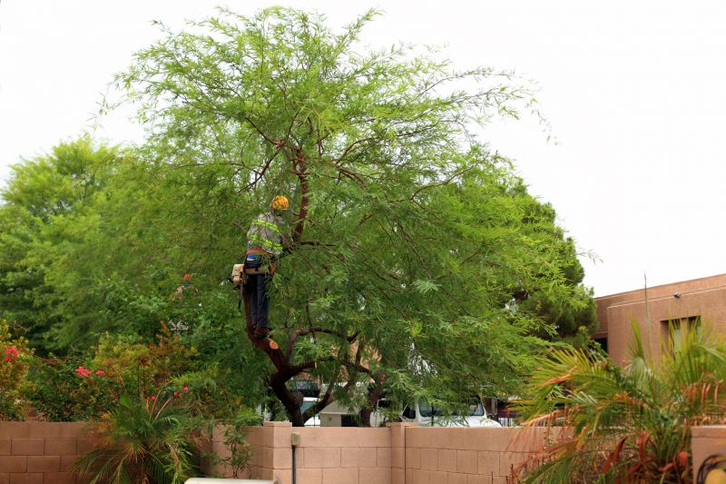 Tree Straightening Service