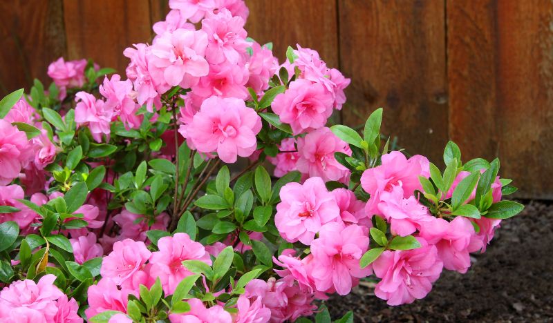 Zinnia Planting