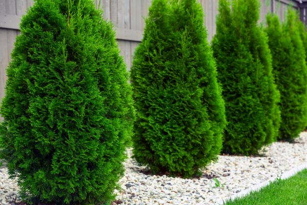 Arborvitae Planting in Dubuque
