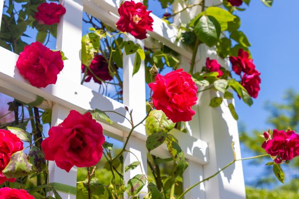 Home Gardening Service in Dubuque
