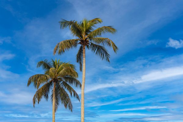 Palm Tree Planting in Dubuque