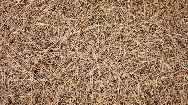 Pine Needles Delivery in Dubuque