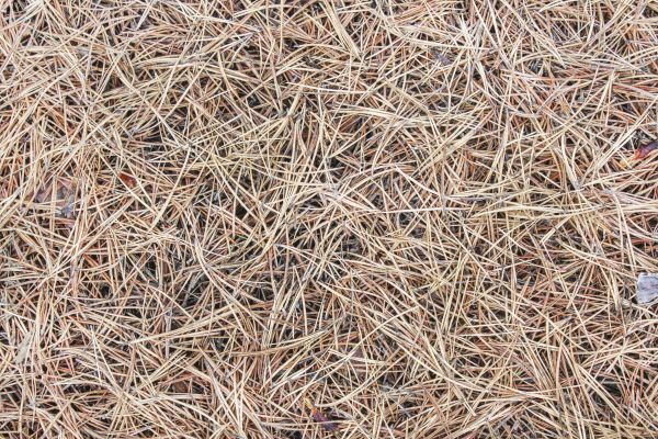 Pine Straw Installation in Dubuque
