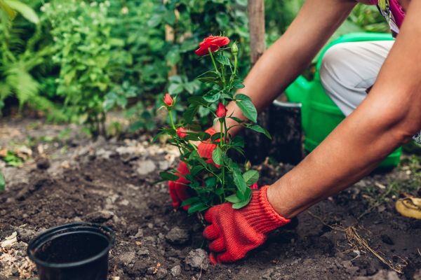 Planting Service in Dubuque