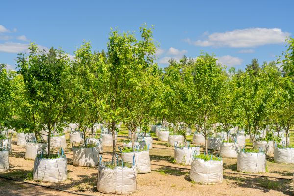 Tree Planting Service in Dubuque