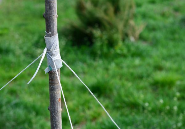 Tree Staking Service in Dubuque