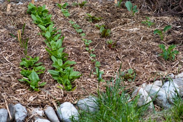 Mulch Service in Dubuque