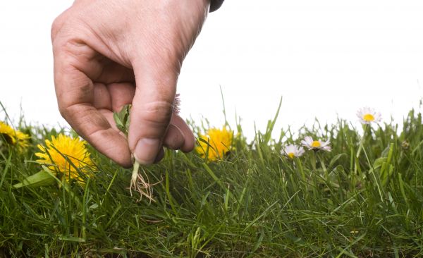 Lawn Weeding in Dubuque