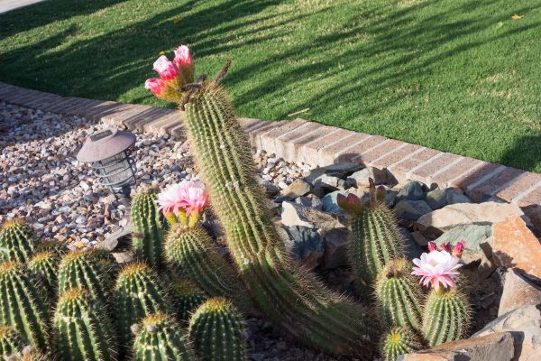 Desert Landscaping in Dubuque