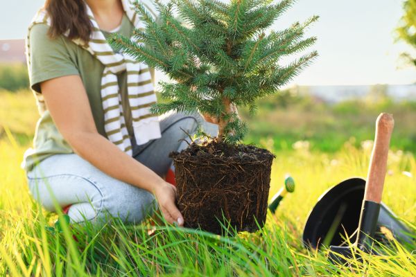 Spruce Tree Planting in Dubuque