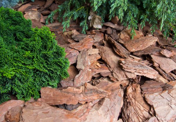 Pine Bark Installation in Dubuque