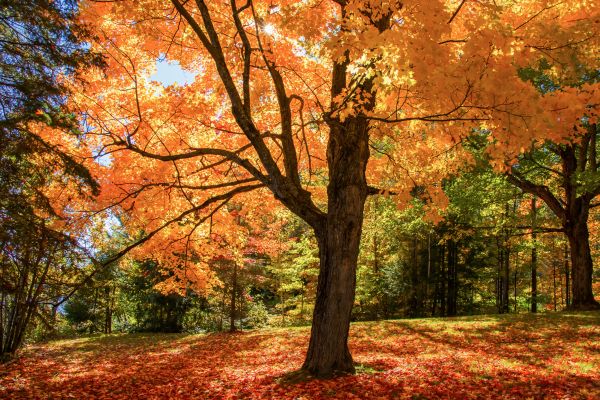 Maple Tree Planting in Dubuque