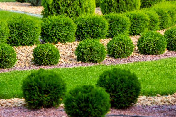 Bush Installation in Dubuque