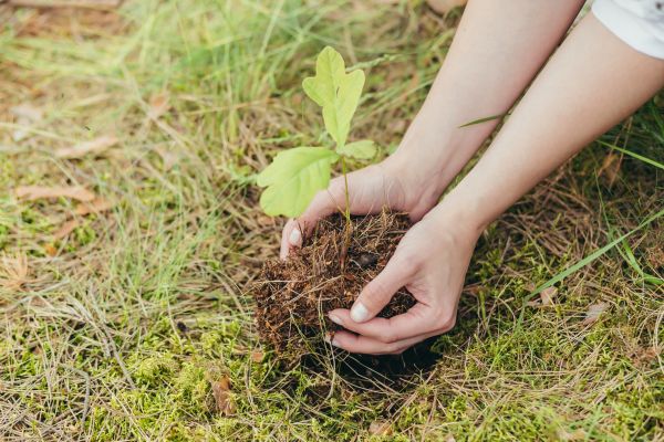 Oak Tree Planting in Dubuque