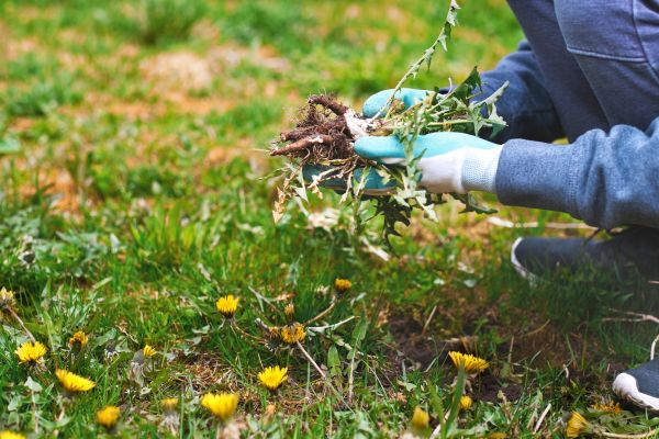 Flower Bed Clearing in Dubuque