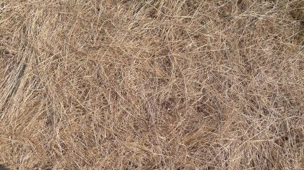 Pine Straw Replacement in Dubuque