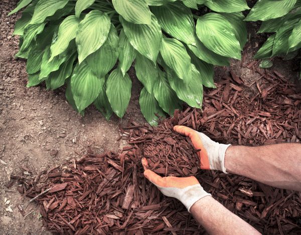 Bark Spreading in Dubuque