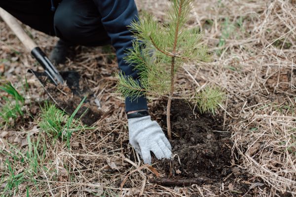 Pine Tree Planting in Dubuque