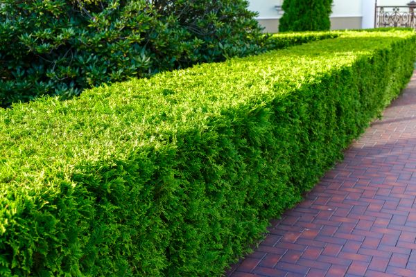 Hedge Installation in Dubuque
