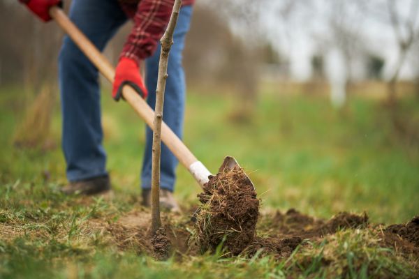 Trees Planting in Dubuque