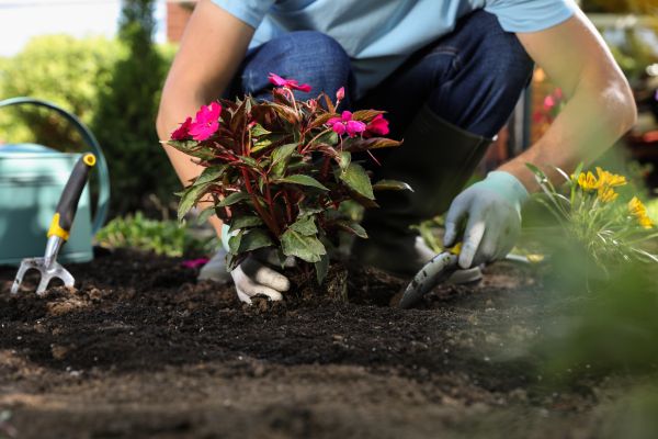 Plant Replacement in Dubuque