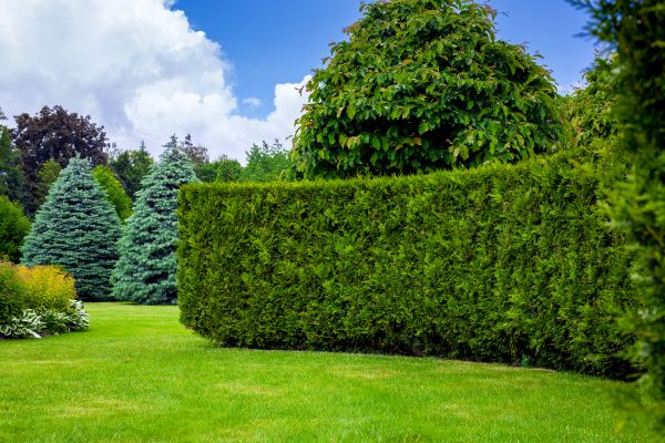 Hedge Landscaping in Dubuque