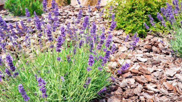 Pine Bark Landscaping in Dubuque