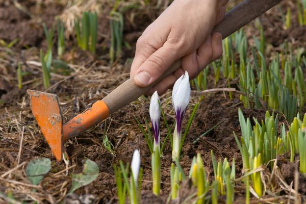 Flower Garden Weeding in Dubuque